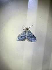Operophtera bruceata