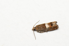 Epinotia