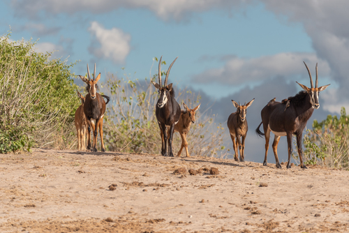 Sable Antelope, photo 7 of 8