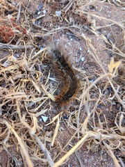 Lepidoptera