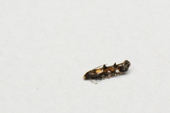 Mompha raschkiella