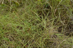 Zoysia matrella