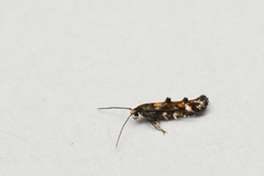 Mompha raschkiella