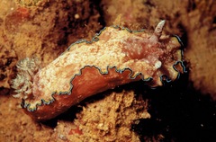 Glossodoris