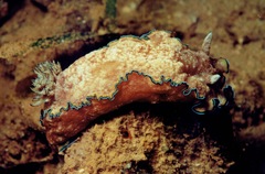 Glossodoris