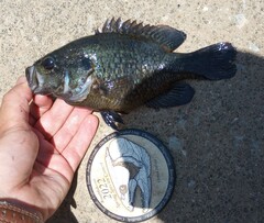 Lepomis gulosus