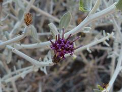 Aphyllocladus denticulatus