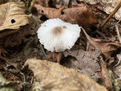 Lepiota atrodisca