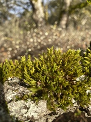 Plenogemma phyllantha