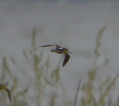 Limnodromus scolopaceus