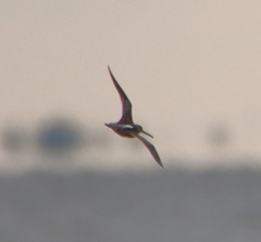 Limnodromus scolopaceus