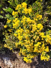 Pteronia divaricata