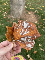 Erysiphe liriodendri