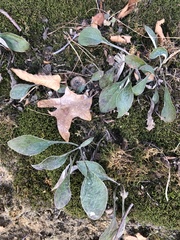 Antennaria plantaginifolia