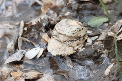 Crassostrea virginica