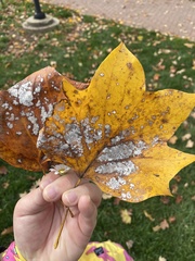 Erysiphe liriodendri