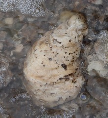 Crassostrea virginica