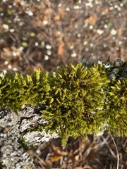 Plenogemma phyllantha