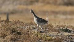 Tympanuchus phasianellus