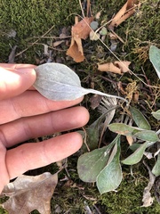 Antennaria plantaginifolia