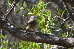 Rhynchospiza strigiceps