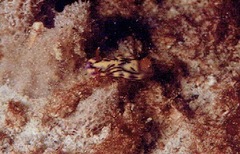 Hypselodoris zephyra