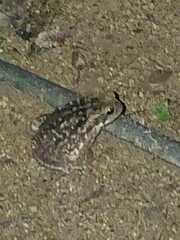 Rhinella