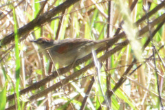 Synallaxis albescens