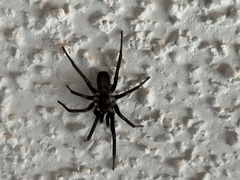 Kukulcania hibernalis