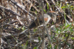 Synallaxis albescens