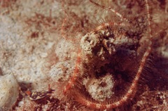 Hypselodoris zephyra