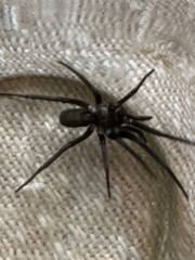 Kukulcania hibernalis