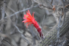 Loxanthocereus acanthurus