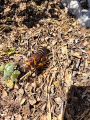 Dictyophorus spumans