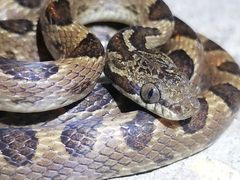 Leptodeira ashmeadii