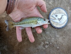 Micropterus punctulatus