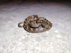 Leptodeira ashmeadii