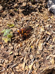 Dictyophorus spumans