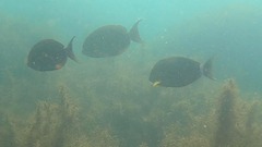 Acanthurus xanthopterus