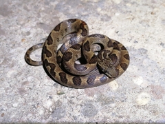 Leptodeira ashmeadii