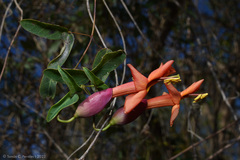 Dolichandra cynanchoides