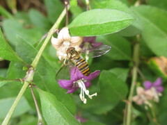 Episyrphus
