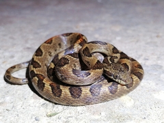 Leptodeira ashmeadii