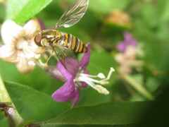 Episyrphus