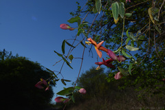 Dolichandra cynanchoides