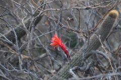 Loxanthocereus acanthurus
