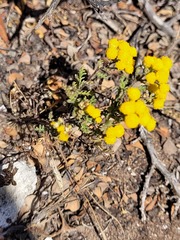 Oncosiphon suffruticosus