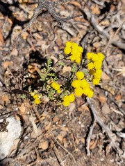 Oncosiphon suffruticosus