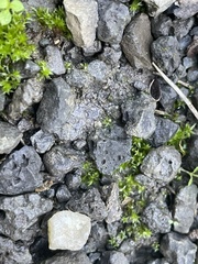 Hydrogonium bolleanum