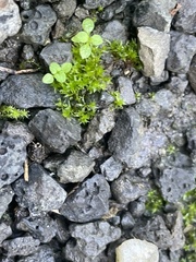 Hydrogonium bolleanum